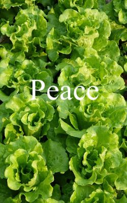 Peace