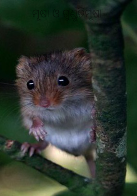 ମୂଷା ଓ ଗୁଣ୍ଡୁଚିମୂଷା