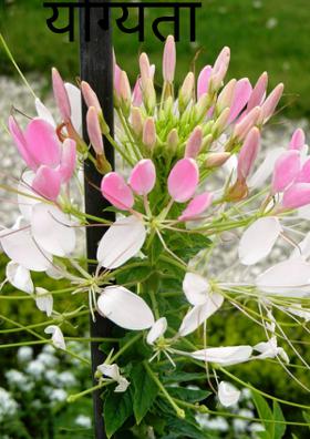 योग्यता