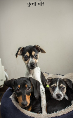 कुत्ता चोर