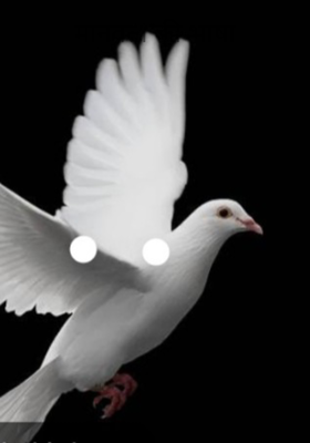 मानवता की भाषा