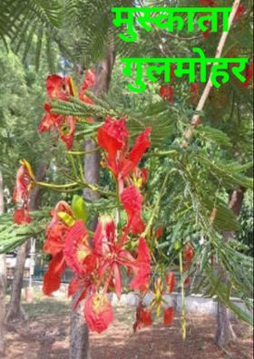 मुस्काता गुलमोहर