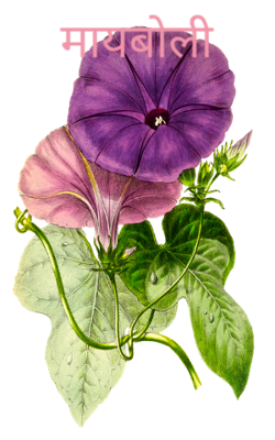 मायबोली