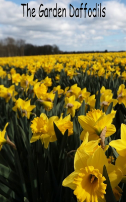 The Garden Daffodils