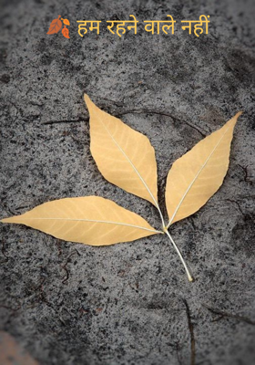 🍂 हम रहने वाले नहीं


