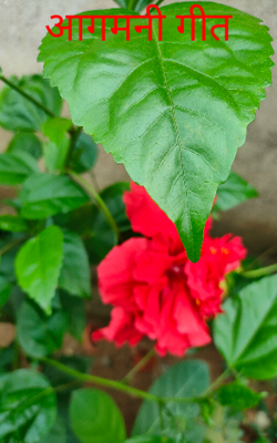 आगमनी गीत