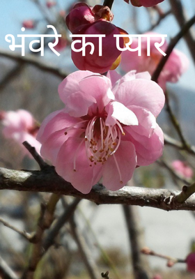 भंवरे का प्यार