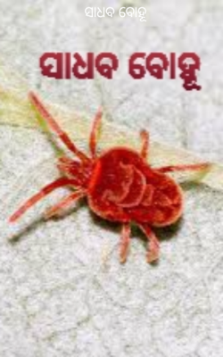 ସାଧବ ବୋହୂ