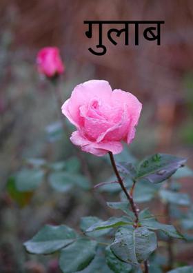 गुलाब