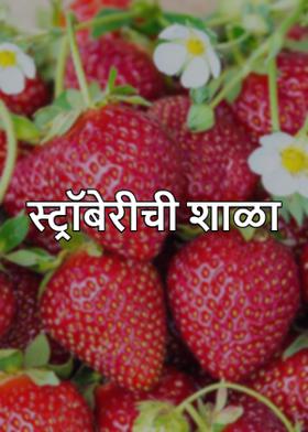 स्ट्रॉबेरीची शाळा