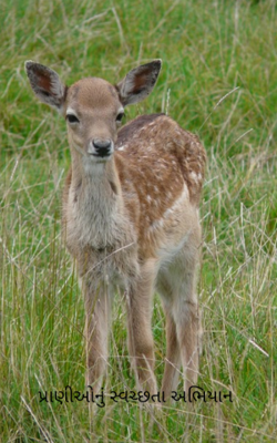 પ્રાણીઓનું સ્વચ્છતા અભિયાન