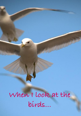 When I Look at the Birds...