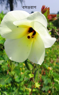 বসন্তরাগ