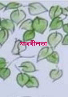 মাধবীলতা
