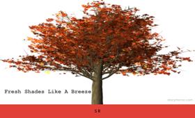 Fresh Shades Like A Breeze