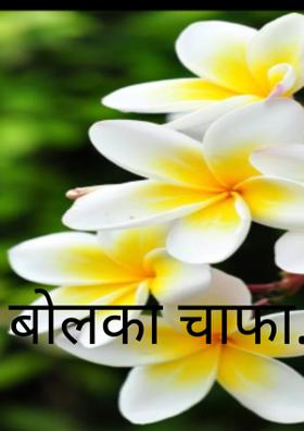 बोलका चाफा.....