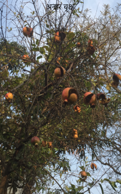 अनार वृक्ष