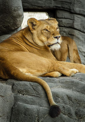 ସିଂହ ରାଜା ପାନେ ପାଇଲେ 