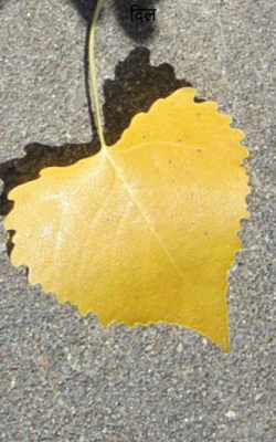 दिल