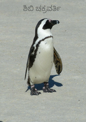 ಶಿಬಿ ಚಕ್ರವರ್ತಿ