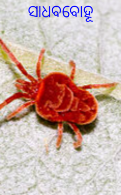 ସାଧବବୋହୂ