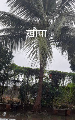 खोपा