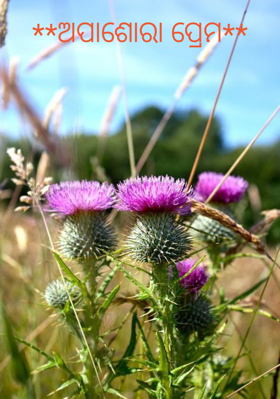 ଅପାଶୋରା ପ୍ରେମ