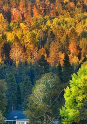 ଫୁଲ ଓ ପତ୍ରଙ୍କ କଳି