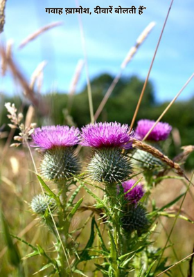 गवाह ख़ामोश, दीवारें बोलती हैं” 