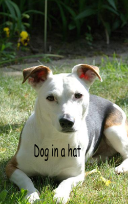 Dog In A Hat