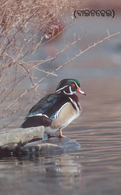 ବାଇଚଢ଼େଇ