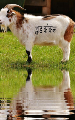 द्वाड कोकरू