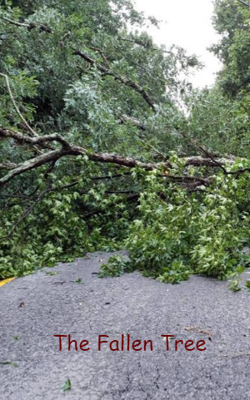 The Fallen Tree