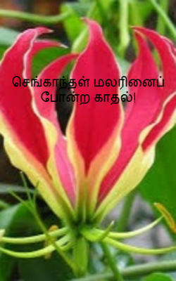 செங்காந்தள் மலரினைப் போன்ற காதல்!