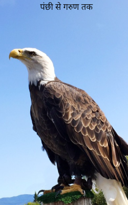 पंछी से गरुण तक