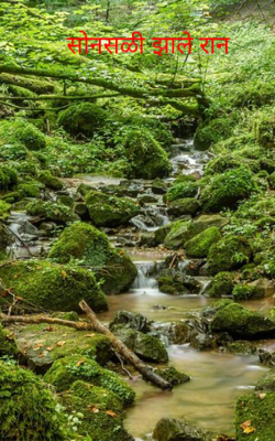 सोनसळी झाले रान