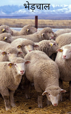 भेड़चाल