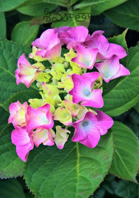 శ్రీమాతా