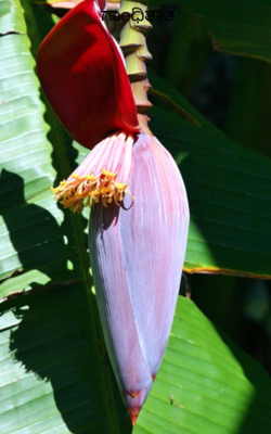 ಗಾಂಧಿತಾತ