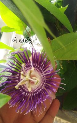 બે હાઈકુ