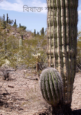 বিষাক্ত শহর