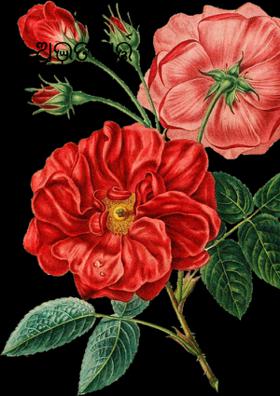 ଅଦ୍ଭୁତ ସର୍ତ୍ତ