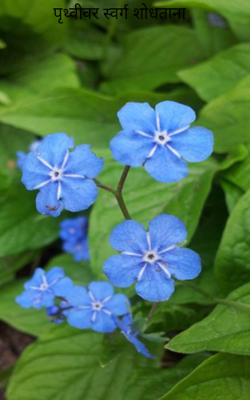 पृथ्वीवर स्वर्ग शोधताना