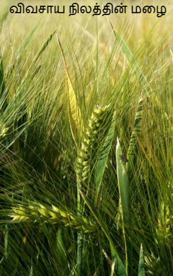 விவசாய நிலத்தின் மழை