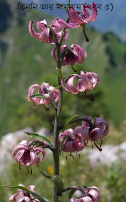 তিন্নি আর মামমাম (পর্ব ৫)