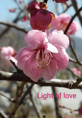 Light Of Love