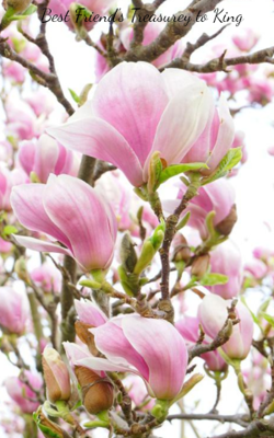 Best Friend's Treasurey to King