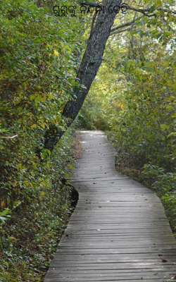 ଗୁରୁଙ୍କୁ ନିନ୍ଦନା କେହି