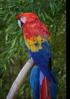 छोटू झेन्या ने कैसे सीखा