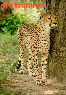 जंगल की प्रतियोगिता